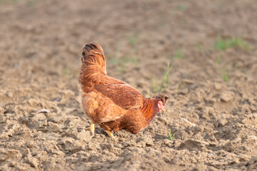 A Chicken Searching for Food on a Plowed Agricultural Field