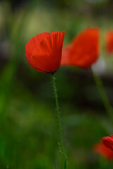 Obraz premium Vibrant red poppies sway gently in the soft breeze of a sunlit meadow during springtime bloom