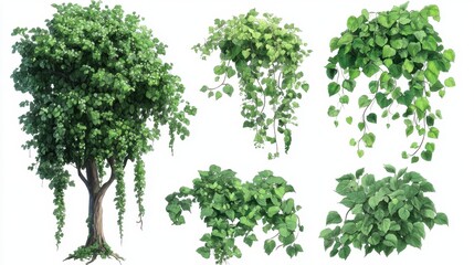 Fototapeta premium Lush Green Foliage Collection Featuring a Verdant Tree and Cascading Vines on a Clean White Background for Botanical Illustrations and Nature Inspired Designs