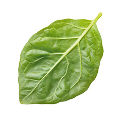 Obraz premium Fresh, vibrant green leaf, close-up view. Detailed leaf structure is visible. Perfect for culinary or botanical use