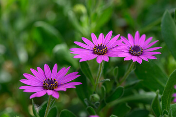 Fototapeta premium Vibrant purple daisies bloom in a sunny garden, showcasing nature's beauty and tranquility during the warm afternoon