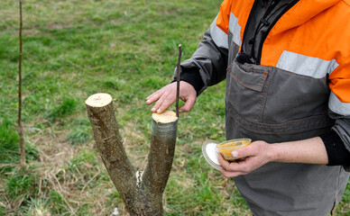 Crafting a careful cut during tree maintenance in a lush green field