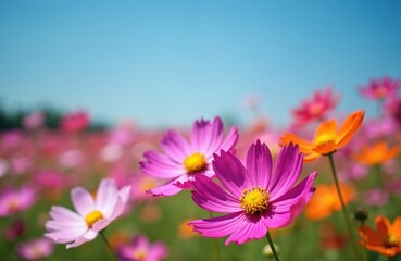 Fototapeta premium Vibrant cosmos flowers bloom against a clear blue sky. Close-up of colorful petals in pink purple and orange. Springtime blooming meadow in sunny morning light. Nature background.