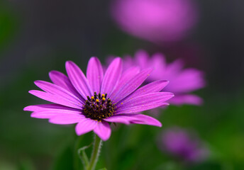 Vibrant purple flower blooms gracefully under soft sunlight in a tranquil garden setting