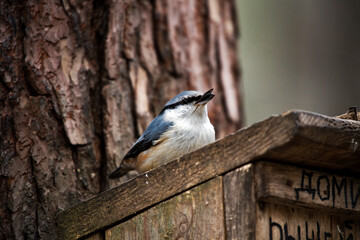 A small nuthatch bird on a bird feeder.
