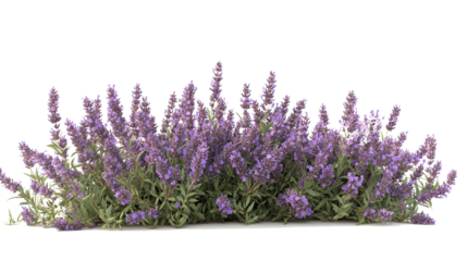 Lavender bush PNG with blooming purple flowers isolated on white background, wide floral cut out design