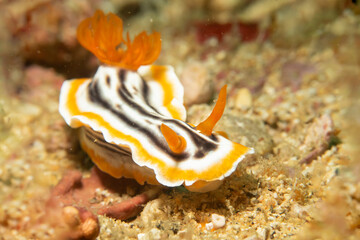 A close-up picture of a beautiful nudibranch, Magnificent Chromodoris, or Chromodoris magnifica...