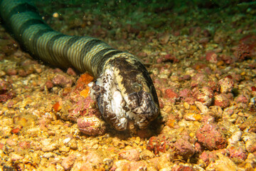 A dead banded Sea Krait, Laticauda colubrina, laying deep down on the sea floor in Puerto Galera, Philippines.