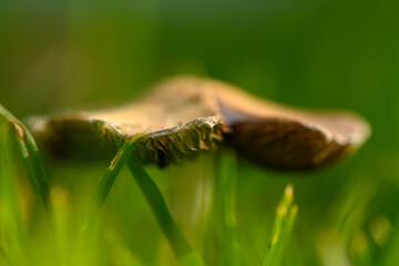 Mushroom emerging from lush green grass in a tranquil meadow at early morning light