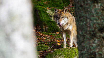 Canis lupus standing behind a tree in the forest. A wolf in the wild in its natural habitat in a forest. 