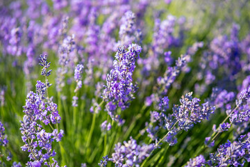 Beautiful image of lavender field over summer sunrise landscape. Blooming lavender field close-up.