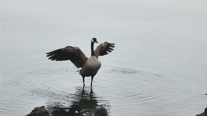 Duck Spreading their wings