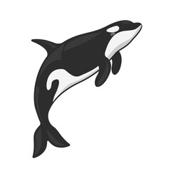 The killer whale is a species of cetacean from the dolphin family, isolated on a white background.Vector illustration of a marine animal.