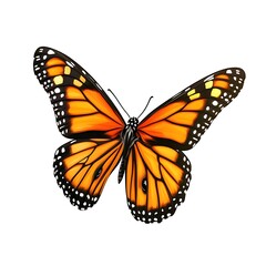 Monarch Butterfly with Open Wings Isolated on White Background