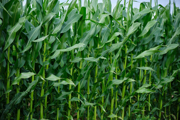 Corn field close up. Selective focus. Green Maize Corn Field Plantation in Summer Agricultural Season.