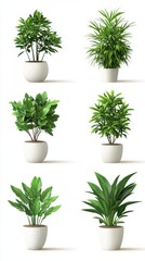 Obraz premium Six potted green plants in white pots on a white background showcasing indoor greenery and minimalist design for home decor and interior design inspiration