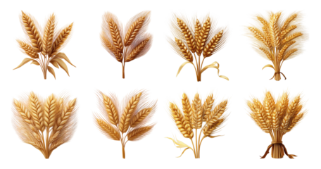 Various Golden Wheat Sheaves and Ears for Agricultural Themes, PNG bundle collection, Isolated on Transparent Background