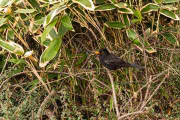 Thrush,Turbus merula sits on branch ofdense bush. Bird with glossy black plumage stands out against greenery with its bright eyes. Concept ornithological, natural themes.
