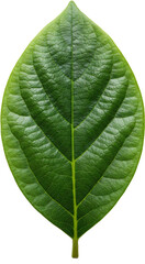Obraz premium green leaf isolated