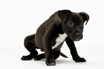 An adorable, playful black puppy captured in a delightful studio setting, radiating joy and charm