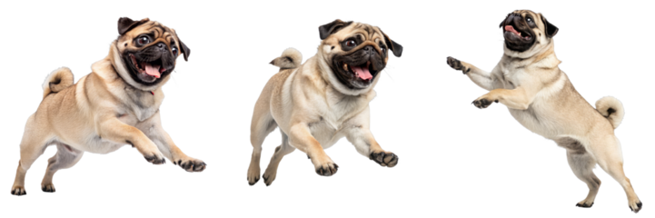 Three Playful Pugs Jumping, Isolated on Transparent Background, Dog Clipart, Pet Photography, Pug, Dog Breed, Transparent Background