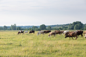 Cows grazing freely in a green meadow .
