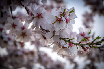 naturaleza con el resurgir de la primavera en todo su esplendor
