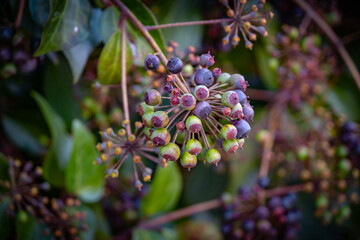 naturaleza con el resurgir de la primavera en todo su esplendor