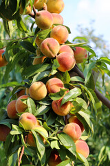 On the tree branch ripe peach fruits