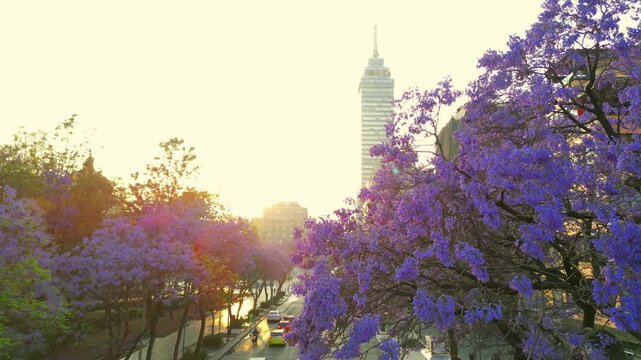 Centro hist&oacute;rico de la Ciudad de M&eacute;xico, amanecer en primavera con jacarandas