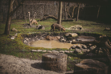 Capybara in the zoo
