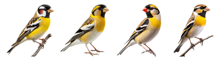 Obraz premium Colorful Birds Perched on Branches, Beautiful Nature Wildlife Scene, PNG bundle collection, Isolated on Transparent Background