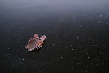 wilted brown tree leaf on river ice