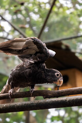 Dark-Feathered Parrot Exploring Wooden Perch