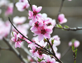 A peach blossoms on a tree branch
