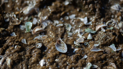 t snail in a water droplets