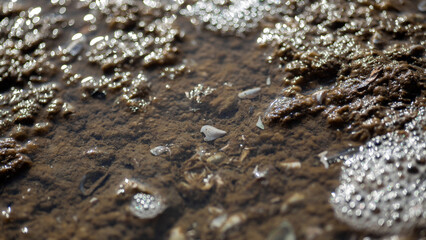 t snail in a water droplets