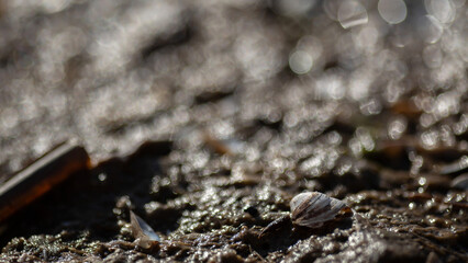t snail in a water droplets