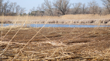 reeds in the snow