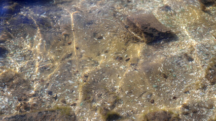 fish on the beach