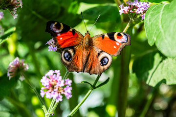  Peacock butterfly macro with beautiful colored wings open on verbena flower, selective focus on butterfly wings