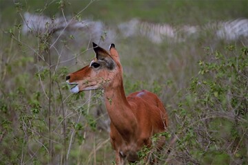 Impala