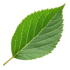 Obraz premium Green leaf isolated on transparent background 