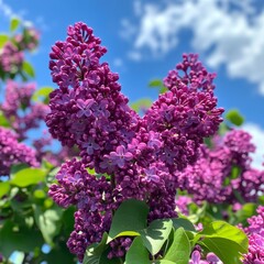Obraz premium Lilac blossoms showcase their rich purple hues under the bright blue sky, signifying the beauty of spring and nature's renewal Generative AI