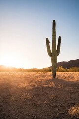 solitary cactus stands tall in arid desert landscape under golden glow of setting sun casting long shadows over undisturbed