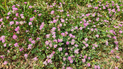 Persian Clover (Trifolium resupinatum), with its delicate fragrance and nectar-rich flowers in early spring in the Eastern Mediterranean, delights the human eye while being a favorite of honeybees.
