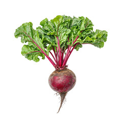 Fresh beetroot with rich red skin and leafy green tops perfect for illustrating health nutrition and organic farming concepts
