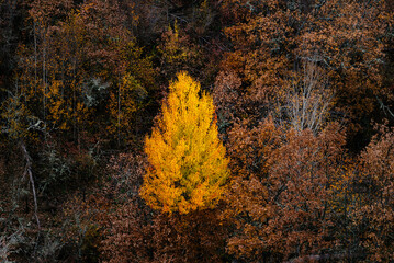 A radiant beech tree in Montejo, Spain, blazes with yellow foliage amid the autumn forest.