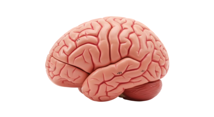 Realistic Model of Human Brain Anatomy Displayed in Fine Detail for Educational Purposes and Scientific Illustrations in Medical Contexts