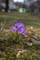 Field of flowering crocus vernus sieberi tricolor plants, group of bright colorful purple yellow early spring flowers in bloom